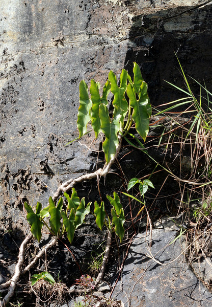 Хотя Филодендрон стрелолистный (Philodendron sagittifolium) и может вести почти эпифитный образ жизни, питания ему в этом случае не хватает и растение мельчает. Margarita Island, Venezuela.