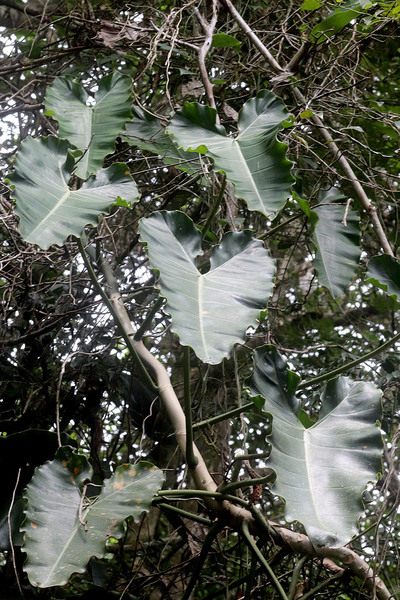 Напротив в тени тропического леса Филодендрон стрелолистный (Philodendron sagittifolium) приобретает глубокую темно-зеленую окраску. Остров Маргарита (Венесуэла).