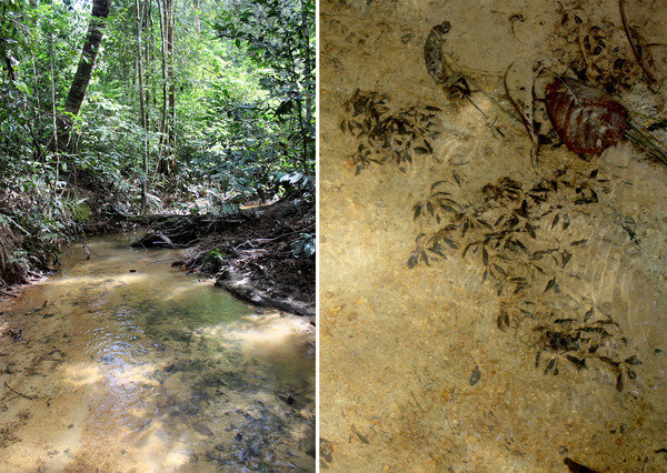 Habitat of Cryptocoryne nurii var. nurii. Mersing, Johor, Malaysia.