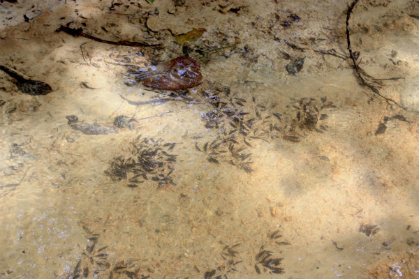 Several bushes of Cryptocoryne nurii var. nurii was found under water on the sandbar of a small forest river.