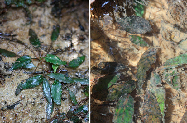 Cryptocoryne nurii var. nurii: emersed culture (on the left ) and submersed plants (on the right). In the latter case, it is likely that the plant occasionally comes out of the water, depending on the amount of rainfall. Note the variety of colors of the leaves of the plant, depending on the growing conditions.