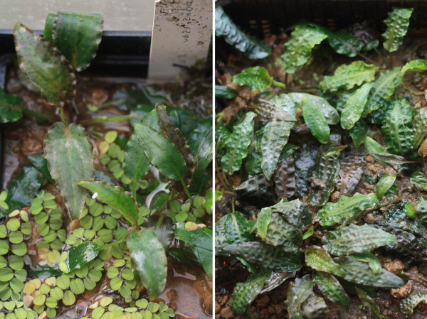 Cryptocoryne nurii var. raubensis (on the left) and Cryptocoryne affinis (on the right) in the Botanical Garden of the Lomonosov Moscow State University. Note the smooth leaves for C. nurii and the corrugated ones for C. affinis.