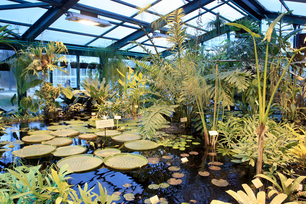 Greenhouse of aquatic tropical plants of the Botanical Garden of the Lomonosov Moscow State University.
