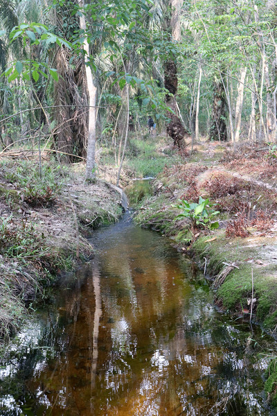 A small creek with Cryptocoryne scurrilis on an hevea plantation in Sumatra (Riau Province). рН = 4.0, TDS = 25 ppm. Photo: D. Loginov.