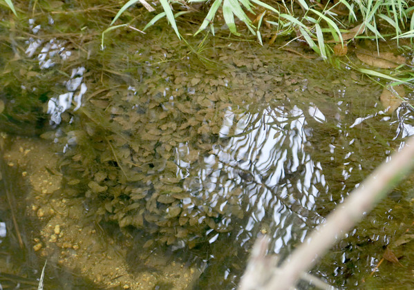 Cryptocoryne nurii var. nurii growing submersed on an oil palm plantation in Sumatra (Riau Province). рН = 4.5, TDS = 15 ppm.Photo: D. Loginov.