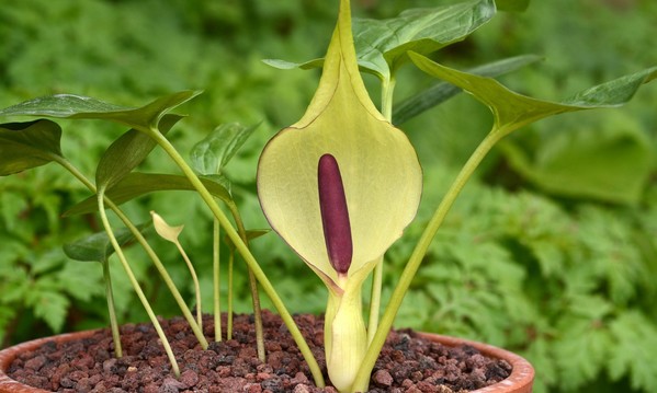 Аронник чернотелый (Arum melanopus) является синонимом Аронника приятного (Arum gratum) и относится к одним из первых описанных ароидных растений. Первые упоминания об этом растении датируются 1882 годом. В природе Арум приятный обитает в Ливане и Сирии.
