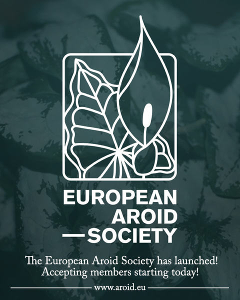 Европейское Общество любителей растений семейства Ароидные (European Aroid Society). The European Aroid Society is a registered society which aims to bring together aroid enthusiasts from all over Europe.