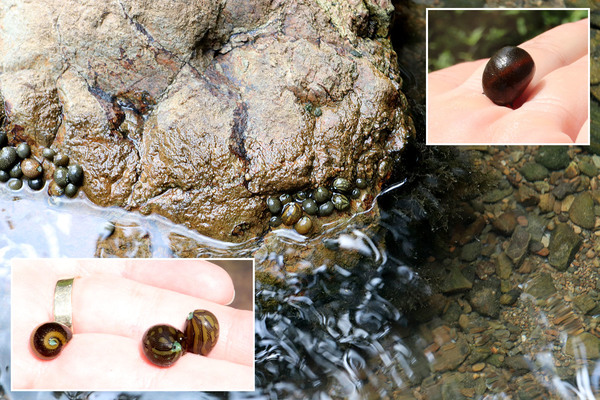 По руслу реки Rio La Culebra словно драгоценные камни разбросаны различные улитки всевозможных раскрасок. Полосатые неретины (Neritina), разноцветные катушки. Dominican Republica.