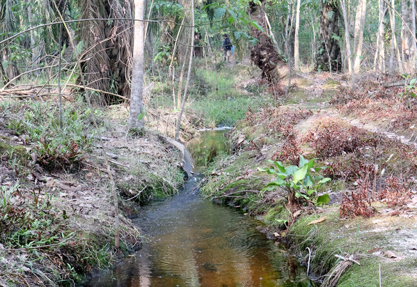 Небольшая колония хомаломены Гриффита (Homalomena griffithii) на берегу ручья на острове Суматра.
