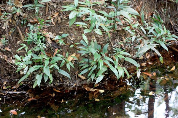 Хомаломена Пьера (Homalomena pierreana) в естественной среде обитания, на берегу лесного ручья в национальном парке Phu Quoc National Park (Вьетнам).