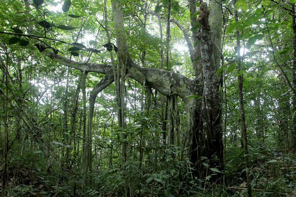 На высотах от 400 до 700 м над уровнем моря на горе Copy Hill растет полноценный тропический лес, одним из ярких представителей которого является Клузия большая (Clusia major). Клузии способны вести эпифитный образ жизни и подобно фикусам угнетать другие деревья. Клузия большая является самым крупным представителем рода. Несмотря на то, что это растение является эндемиком Малых Антильских островов, описал его впервые еще Карл Линней. Именно с этим деревом связано название холма "Copey".