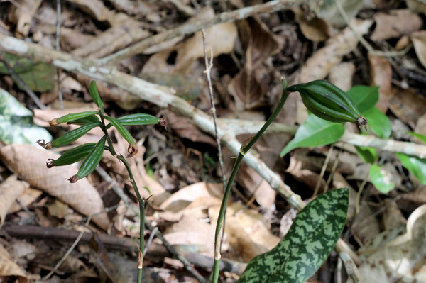 Семена Оцеокладеса пятнистого (Oeceoclades maculata). Вероятно, узкие коробочки на левом цветоносе плохо завязались. Для этого оцеокладеса свойственна автогамии или самоопыление, что обеспечивает его агрессивные инвазивные качества.
