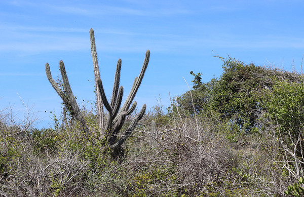 Стеноцерус серый (Stenocereus griseus). Высокие стеноцерусы являются визитной карточкой Карибских островов. На острове Маргарита эти кактусы растут повсеместно на высотах до 500 м над уровнем моря.
