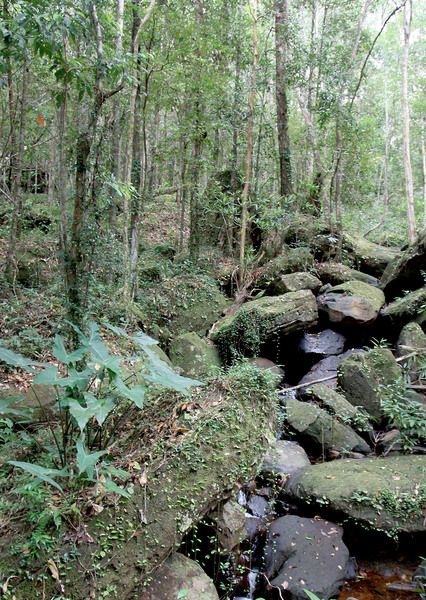Alocasia longiloba on the rocky banks of the mountain stream in the Phu Quoc National Park. Photo: D. Loginov