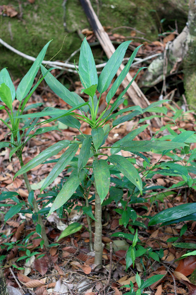 Aglaonema simplex is small “tree” of the Phu Quoc forest. Photo: D. Loginov