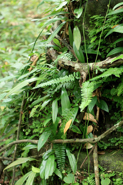 Rhaphidophora sulcata and ferns on the tree trunk. Photo: D. Loginov