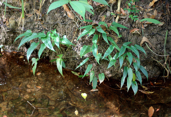 Homalomena pierreana on the river bank in the Phu Quoc National Park. Photo: D. Loginov