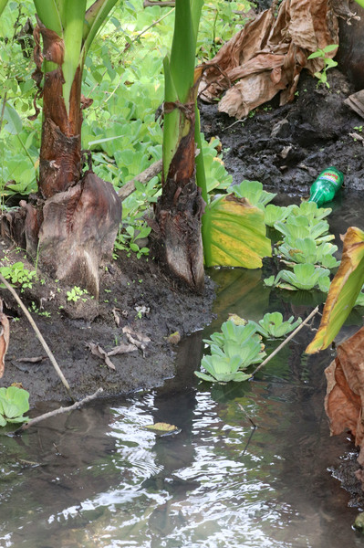 На поверхности воды или на влажном грунте у основания стеблей тифонодорума на Занзибаре также можно встретить другое ароидное растение - Пистию телорезовидную (Pistia stratiotes).