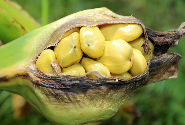 Созревшие плоды начинают раскрываться, обнажая семена, которые могут быть использованы в пищу в чрезвычайных ситуациях.