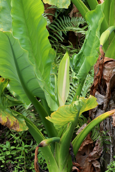 В условиях тропического климата тифонодорум Линдли (Typhonodorum lindleyanum) постоянно цветет, и в группе из нескольких экземпляров всегда найдется растение с раскрытым соцветием. Последнее имеет типичное для ароидных стрение - початок и белое покрывало.