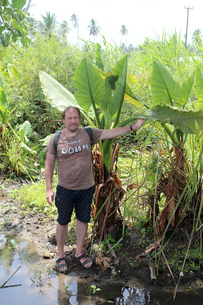 Автор сайта в заболоченной местности на острове Унгуджа Занзибарского архипелага вместе с тифонодорумом Линдли (Typhonodorum lindleyanum). Общий размер растения превышает 2 метра в высоту.