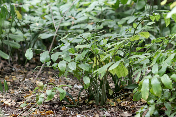 Замиокулькас замиелистный (Zamioculcas zamiifolia) - необычное ароидное растение, способное переживать длительную засуху. Несмотря на то, что замиокулькас еще называют жемчужиной Занзибара, на самом крупном острове Унгуджа нам его обнаружить неудалось, но зато повезло на более мелком клочке суши - острове Квале (Kwale Island). Zanzibar, Tanzania.