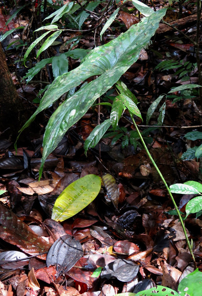 Старый лист Бойсеи бинтулуенской (Boycea bintuluensis). Из-за долгой жизни листьев (несколько лет), на их поверхности начинают образовываться пятна из другой растительности. Jepak, Bintulu Division, Sarawak. Photo A. Hay.