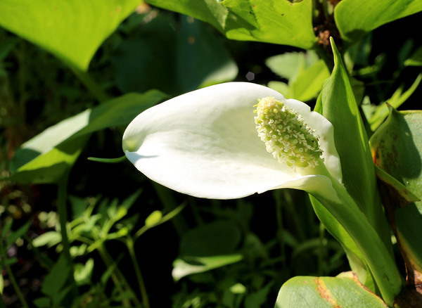 The inflorescence of the Water Arum (Calla palustris) has a white spatha, which resembles the sail of a ship. Photo: D. Loginov.
