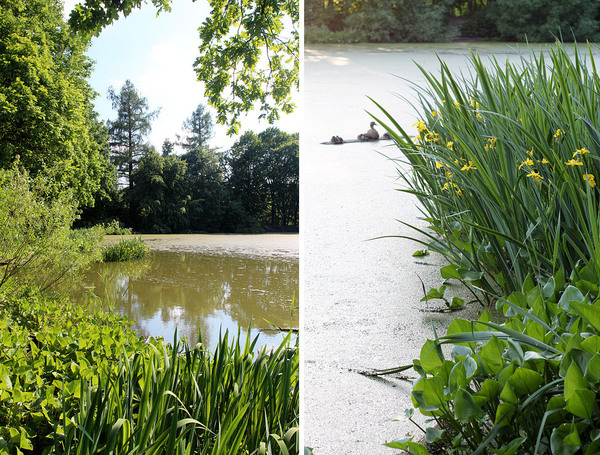 The Water Arum (Calla palustris) in a pond located near the Yasenevo estate in Moscow. Photo: D. Loginov.
