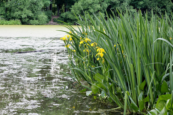 The yellow flag (Iris pseudacorus) is another inhabitant of the pond. Photo: D. Loginov.