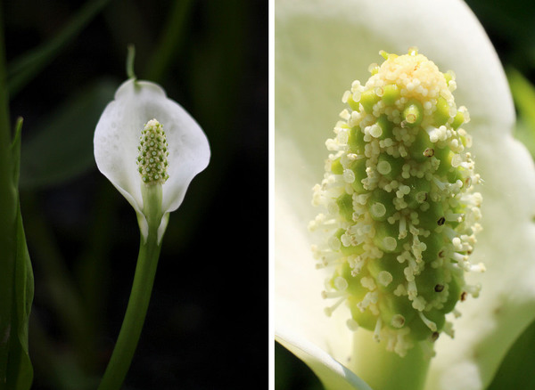 The inflorescence of the Water Arum (Calla palustris) at various stages of anthesis. Photo: D. Loginov.