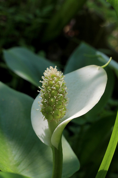 The fruit of the Water Arum (Calla palustris) at the beginning of its development. The stigmas dried up, and the ovaries began to increase in size. Photo: D. Loginov.
