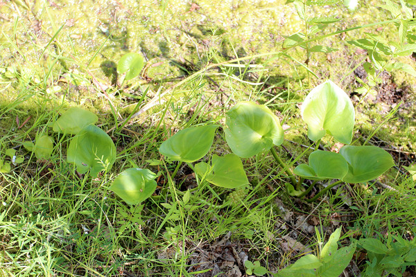 Calla bushes planted in the country pond. However, no one specimen was found in the next year. Photo: D. Loginov.