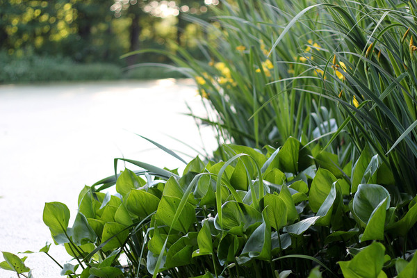 The Water Arum (Calla palustris) never gives up on the way to its happiness. Photo: D. Loginov.