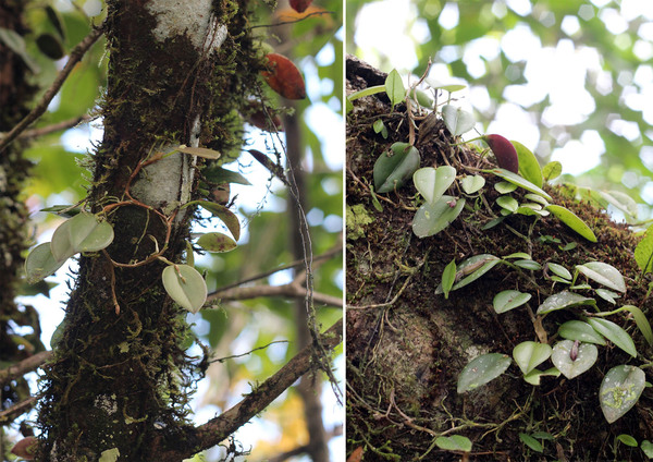 Ациантера (Acianthera sp.) - орхидея похожая на фикус. Растение регулярно встречается на высотах от 600 до 800 м над уровнем моря. Остров Маргарита, Венесуэла.