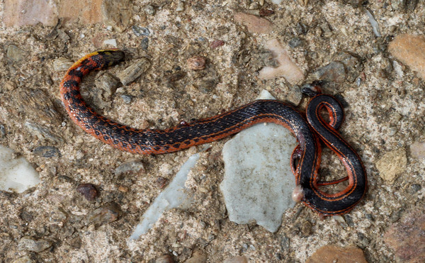 Уж рода Атрактус (Atractus sp.). Пересмотрев множество фотографий в Интернете мне не удалось найти змеи с точно-такой же окраской, поэтому животное пока не имеет видовой принадлежности.