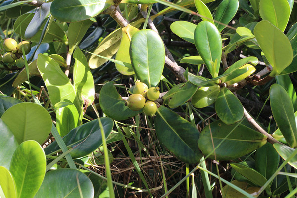 Плоды клузии крылатой (Clusia alata). Очень похожи на обычный шиповник, хотя растение относится к семейству Клузиевые (Clusiaceae),, а не Розоцветные (Rosaceae).