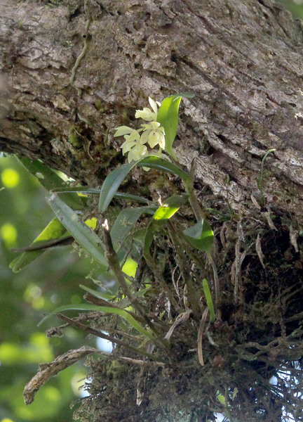 Эндемик острова Маргарита - эпидендрум Джонстона (Epidendrum johnstonii). National Park Cerro El Copey, Venezuela.