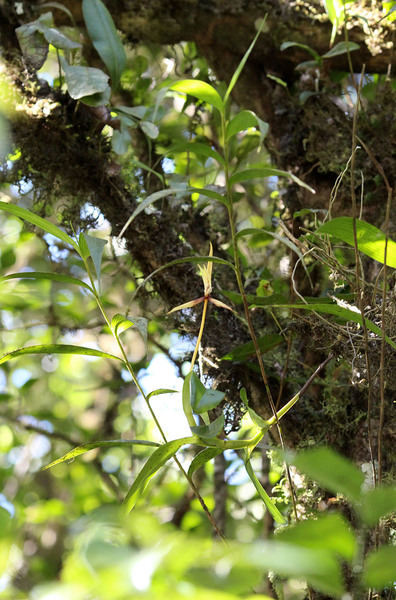 Эпидендрум ночной (Epidendrum nocturnum) на деревьях в лесном участке. Если бы не соцветие, растение осталось бы незамеченным. Cerro El Copey, Margarita Island, Venezuela.