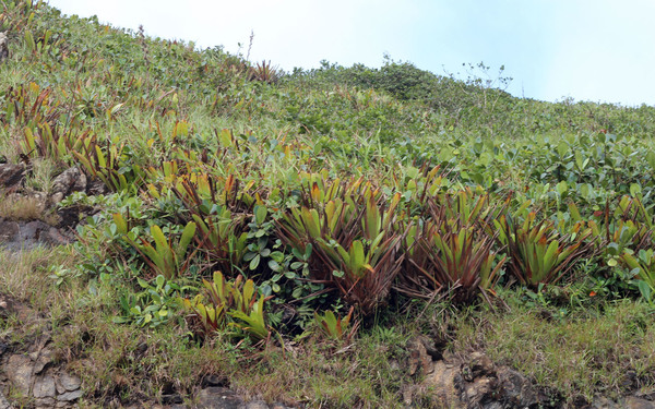 Бромелия с трудновыговариваемым названием - гломеропиткаирния стоячецветковая (Glomeropitcairnia erectiflora). Cerro El Copey, Margarita Island.