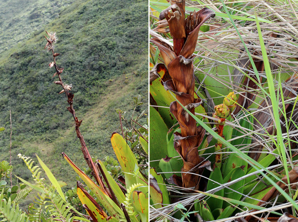 Гломеропиткаирния стоячецветковая (Glomeropitcairnia erectiflora) - предмет вожделения многих ботанических садов. В природе встречается только на Маргарите и соседнем острове Тринидад.