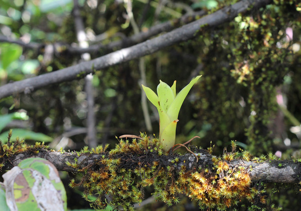Рождение гломеропиткаирнии стоячецветковой (Glomeropitcairnia erectiflora). Cerro El Copey, Margarita Island, Venezuela.