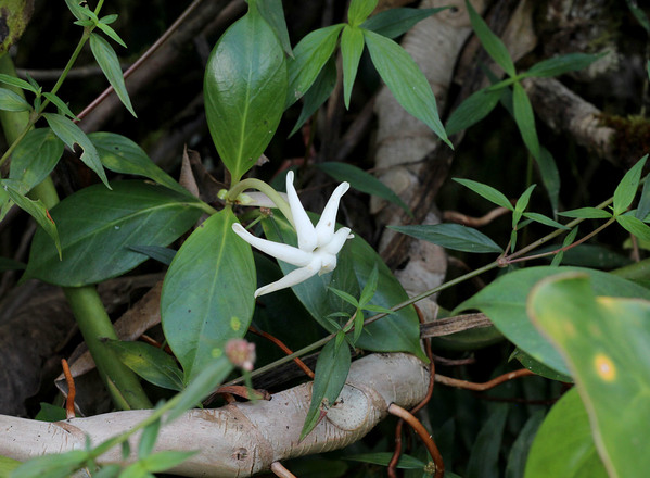 Гиллия паразитная (Hillia parasitica) - растение семейства Мареновые (Rubiaceae). Широко распространена на Карибских островах и тропических регионах Южной Америки.
