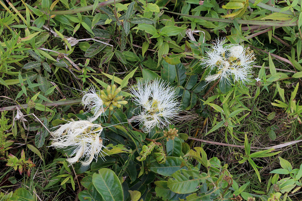 Инга крупноцветковая (Inga macrantha) - растение семейства Бобовые (Fabaceae). Endemic of Margarita Island.