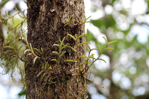 Жаккиниелла шаровидная (Jacquiniella globosa) - утонченная орхидея. Широко распространена в странах Центральной и Южной Америки. В ревизии Джонстона записана как Epidendrum globosum.