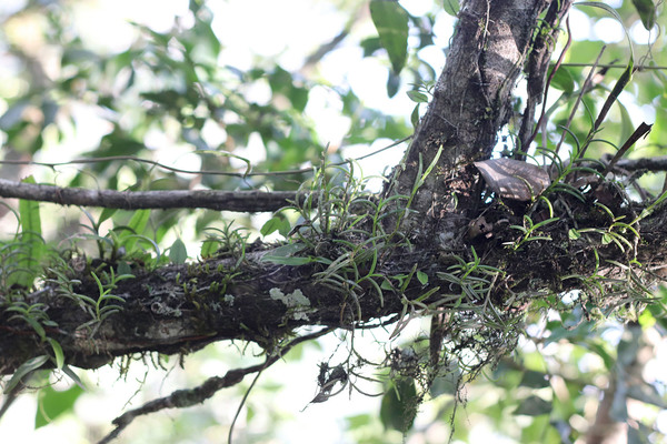 На этой ветке обосновалась орхидея жаккиниелла шаровидная (Jacquiniella globosa). Остров Маргарита, Венесуэла.