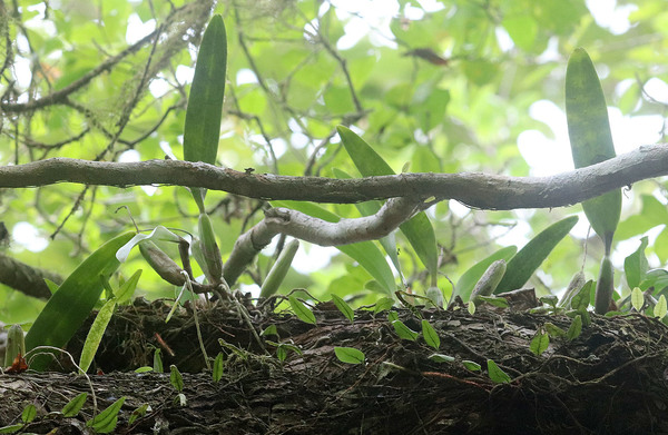 Простехея душистая (Prosthechea fragrans) росла на высоте более 3 м. Снимок для идентификации удалось сделать лишь с помощью длиннофокусного объектива. Растение встретилось в парке нам лишь однажды.