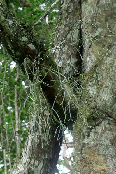 Рипсалис ягодный (Rhipsalis baccifera) - эпифитный представитель семейства Кактусовые (Cactaceae). Остров Маргарита, Венесуэла.