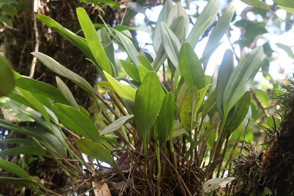 Самая облиственная орхидея национального парка - стелис Питтера (Stelis pittieri). Названа в честь сборщика. Cerro El Copey, Margarita Island, Venezuela.