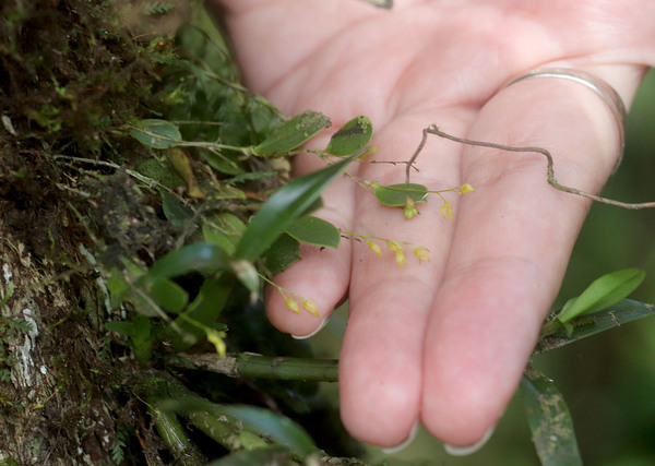 Еще одна миниатюрная орхидея с труднопроизносимым родовым названием и двусмысленным видовым наименованием - трихосалпинкс жесткий (Trichosalpinx dura). Cerro El Copey,  Nueva Esparta,, Venezuela.